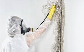 Best Mold Removal for HVAC Installations  in , MT